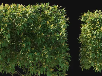 Pieris Floribunda bush 03 3D model