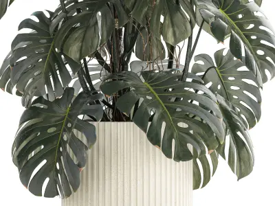 Beautiful Monstera bushes in a flower pot for decoration 1288 3D model