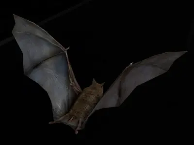 Bat Rigged and Animated Low-poly 3D model