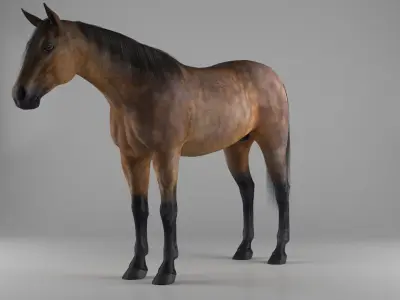 Realistic horse Low-poly 3D model