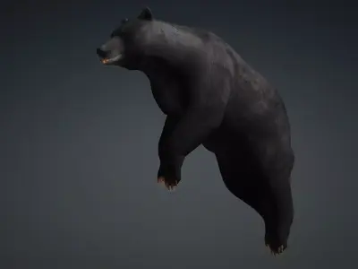 Black Bear 3D model
