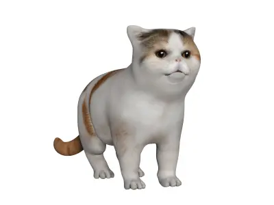 Exotic Shorthair Cat Low-poly 3D model