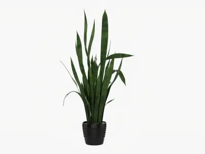 Snake plant Dracaena trifasciata 02 3D model