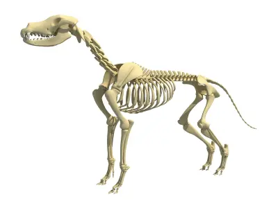 Realistic Dog Skeleton 3D model