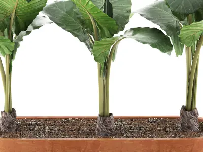 Plants Collection 70 3D model