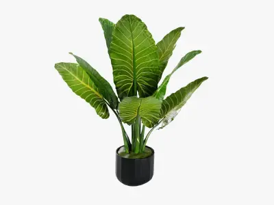 Plant 5 tropical in pot 3D model