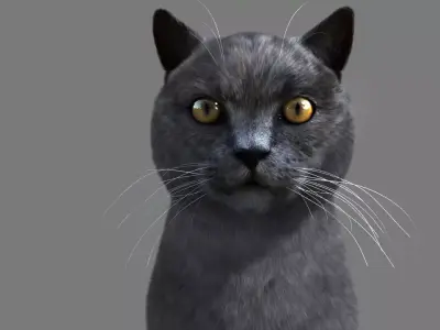 Cat British 3D model