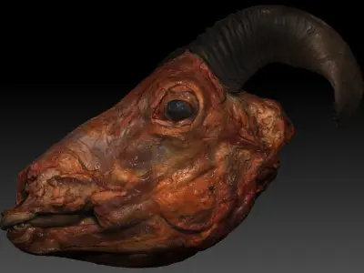 Skinned Sheeps Head High Detail Scan With Texture 3D model
