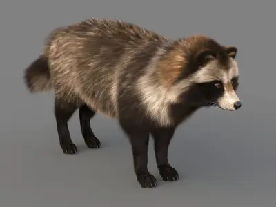 Realistic Raccoon Dog Tanuki Low-poly 3D model