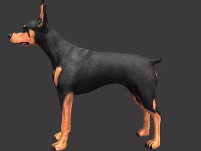 German Doberman Pinscher Low-poly 3D model