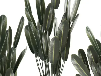 Beautiful Strelitzia in a flower pot for decoration 1284 3D model