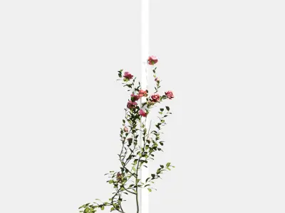 rose flower 3D model