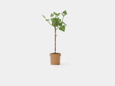 Ficus carica stem Low-poly 3D model