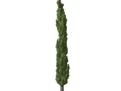 Italian Cypress tree  3D model