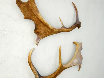 Naturally Shed Fallow Deer Antlers 3D model