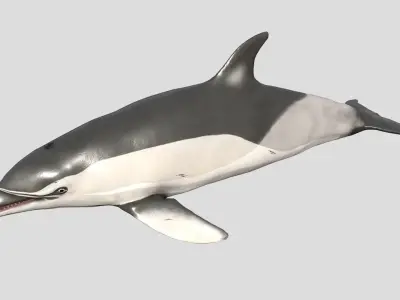 Long-billed Dolphin Low-poly 3D model