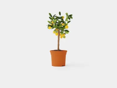 Citrus Calamondin stem Low-poly 3D model