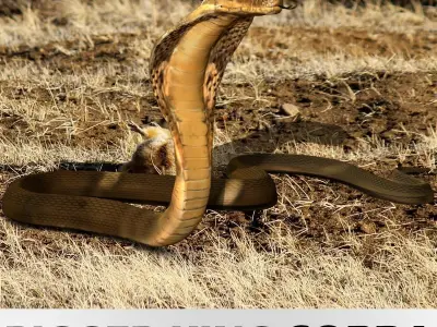 King Cobra Snake - Rigged Low-poly 3D model