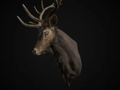 Elk Trophy Head - Photorealistic PBR Low-poly 3D model