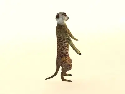 Suricate Meerkat Low-poly 3D model