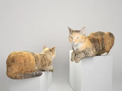 Laying cat 14 Low-poly 3D model