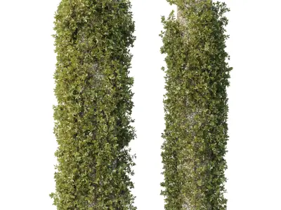 Column plant - pillar plant - column garden ivy 13 3D model