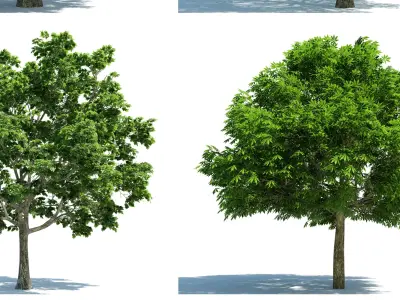 Modern Tree s 3D model