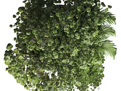 Collection plant Indoor  outdoor plants hanging pots 8 3D model