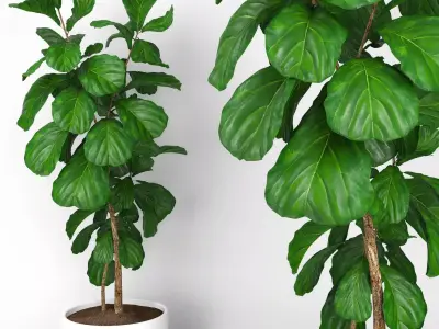 Fiddle leaf fig tree 3D model