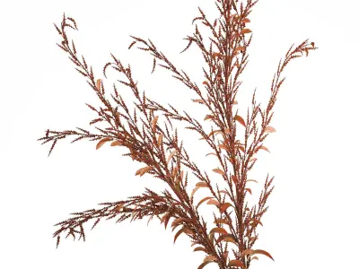 Bouquet Of Dried Flowers Red Branches Of Solidago 531 3D model