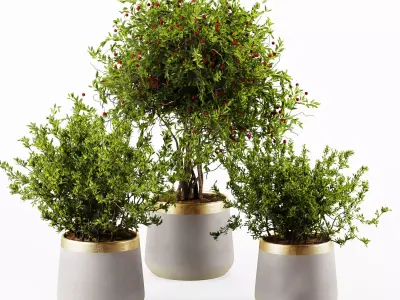 Plant Collection 03 3D model