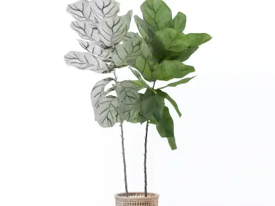 Ficus lyrata in modern flower pot 3D model buy