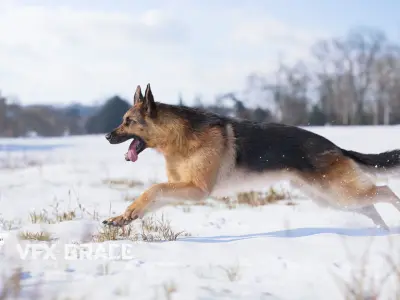 German Shepherd Rig - MAYA 3D model