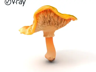 Vibrant Chanterelle Mushroom Classic Model Pack Low-poly 3D model