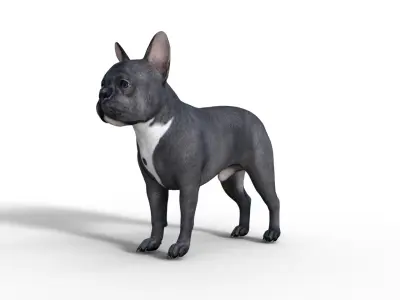 French Bulldog Rigged Animated  Low-poly 3D model