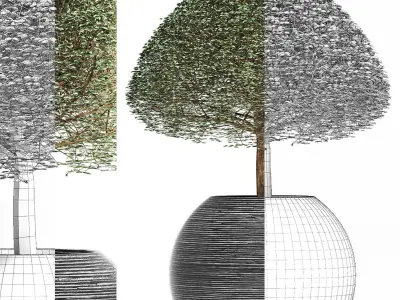 Plants Collection 176 Ligustrum Lucidum 3D model