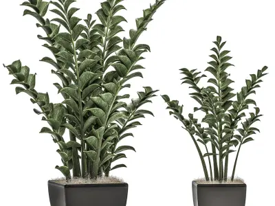 Zamioculcas in pots on a stand for the interior 527 3D model