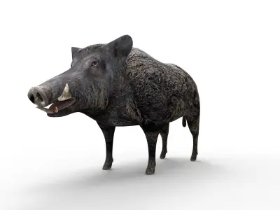 Wild Boar Rigged 3D Low-poly 3D model