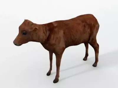 Calf Mammal Low-poly 3D model