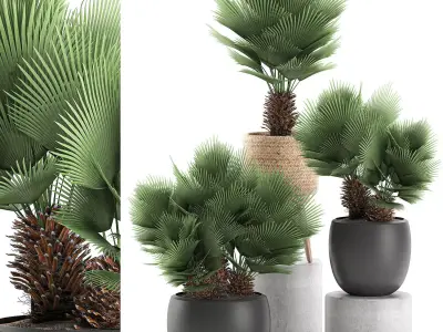Decorative Chamaerops palms in a white flowerpot 576 3D model