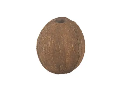 Photorealistic Coconut 3D Scan 3D model