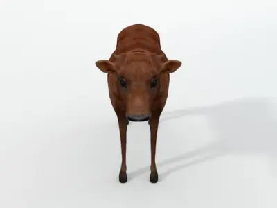 Calf Mammal Low-poly 3D model