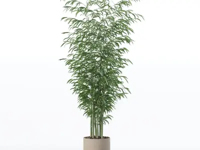 Bamboo in modern flower pot 3D model