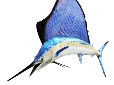 Sailfish 3D model