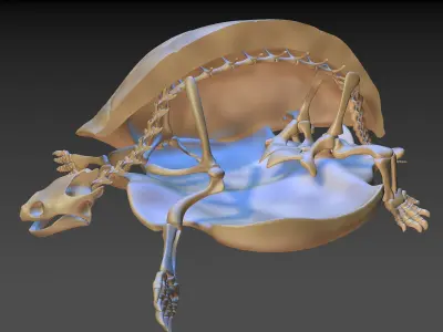 Turtle Skeleton 3D model 3D model