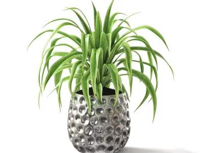 Spider Plant II 3D model