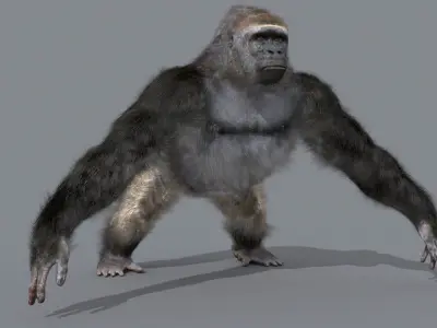 C Silverback Gorilla 8K- 3d animated 3D model