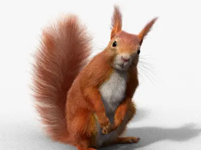 RedSquirrel Summer Animated VFX Grace 3D model