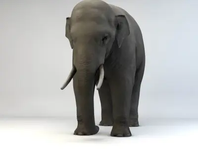 Asian Elephant Low-poly 3D model buy
