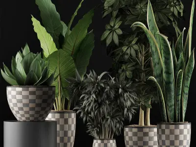 Plants Collection 43 3D model